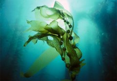 海藻到底能不能吃？